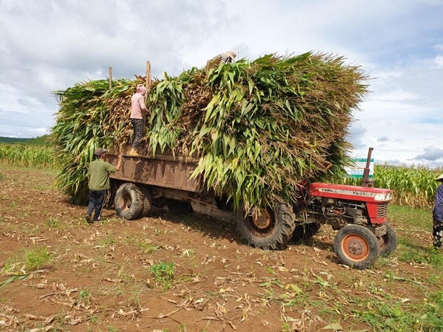 Thu hoạch ngô sinh khối ở Phú Yên.