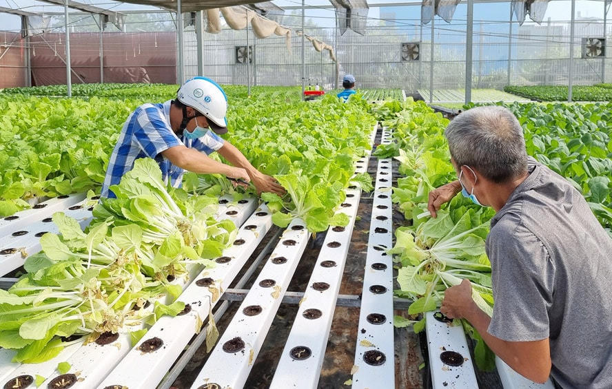 Rau hữu cơ vẫn chưa hoàn toàn chiếm được niềm tin của người tiêu dùng.