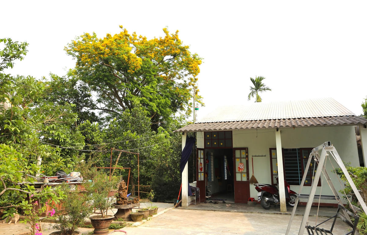 Hoa sưa nở vàng trên nóc nhà người dân TP Tam Kỳ.