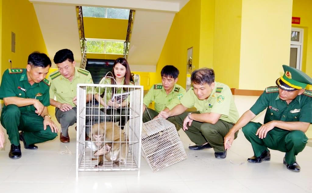 Hai cá thể nằm trong danh mục các loài động vật rừng nguy cấp, quý hiếm.