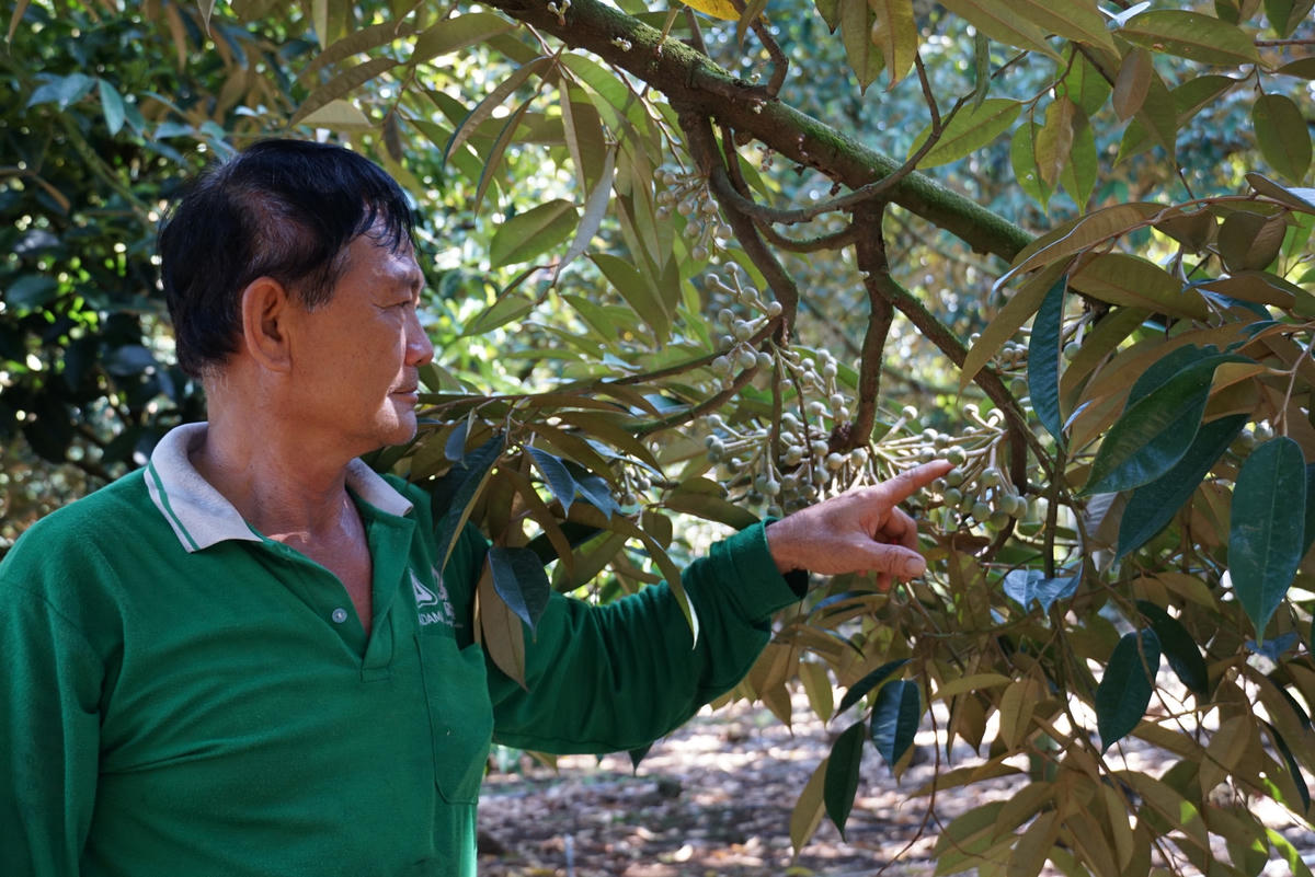 Ông Phạm Văn Tuấn cùng vườn sầu riêng trái vụ của gia đình.