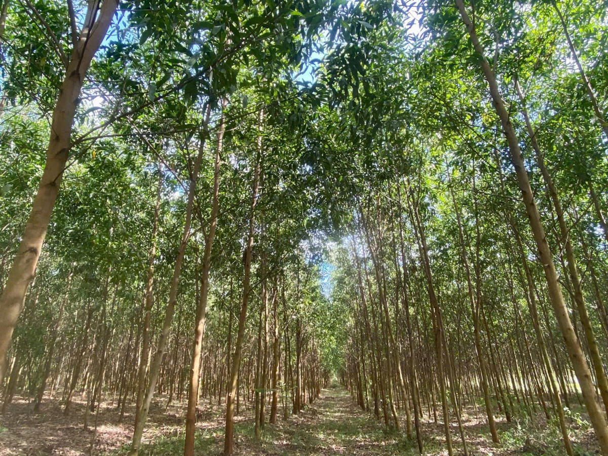 giao khoán rừng 30-71