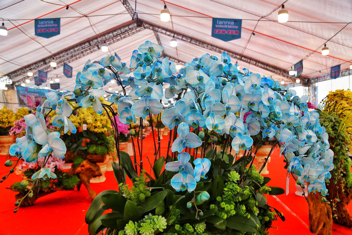 Những chậu hoa lan hồ điệp có nhiều màu sắc khác nhau.