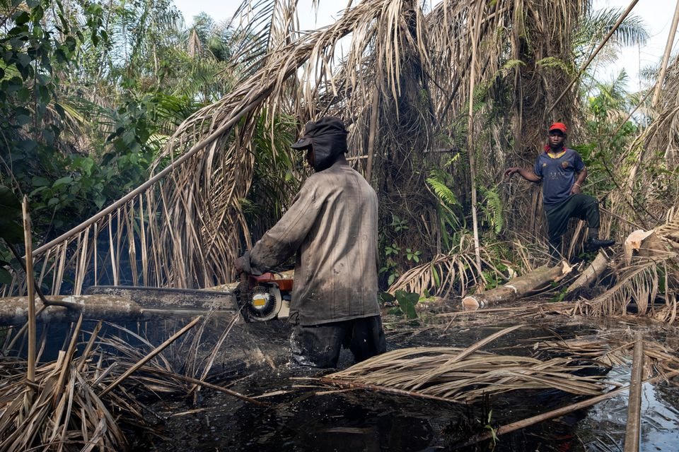 Công nhân khai thác gỗ, Komiyo Ikuejamoye đốn hạ một thân cây khi Bayo quan sát, trong khu rừng ở Ipare, Bang Ondo, Nigeria.
