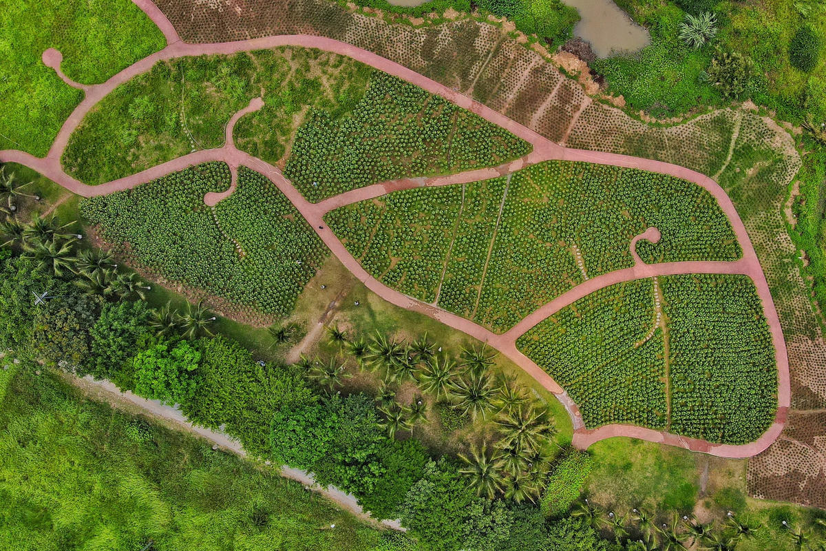 Hàng nghìn cây hoa hướng dương được trồng tại khoảng đất rộng 3.000 m2.