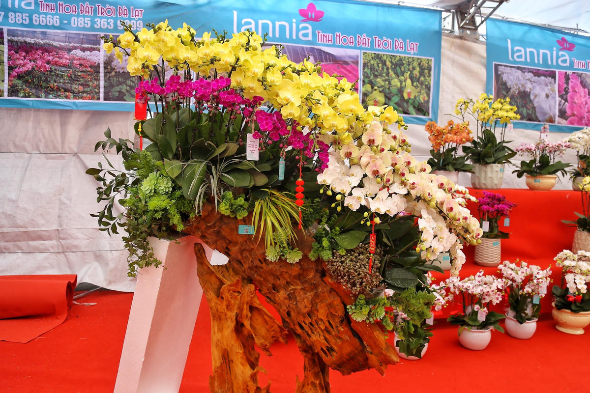 Hà Nội: Chậu lan hồ điệp khổng lồ 'hét' giá 1,6 tỷ đồng