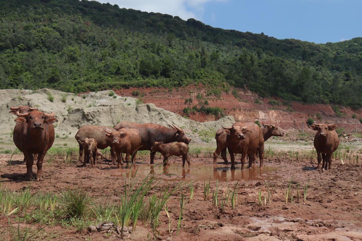 Tận dụng khu đất bỏ hoang, người dân đã thả trâu vào nuôi.