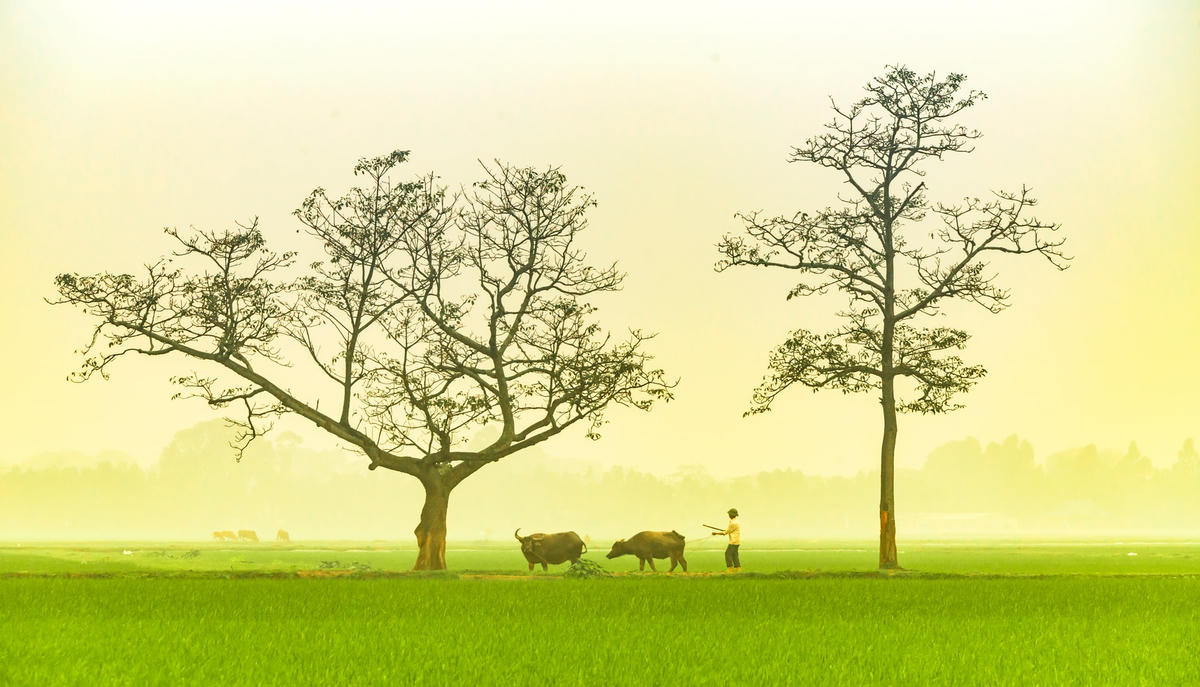  Nhớ cây, nhớ làng.