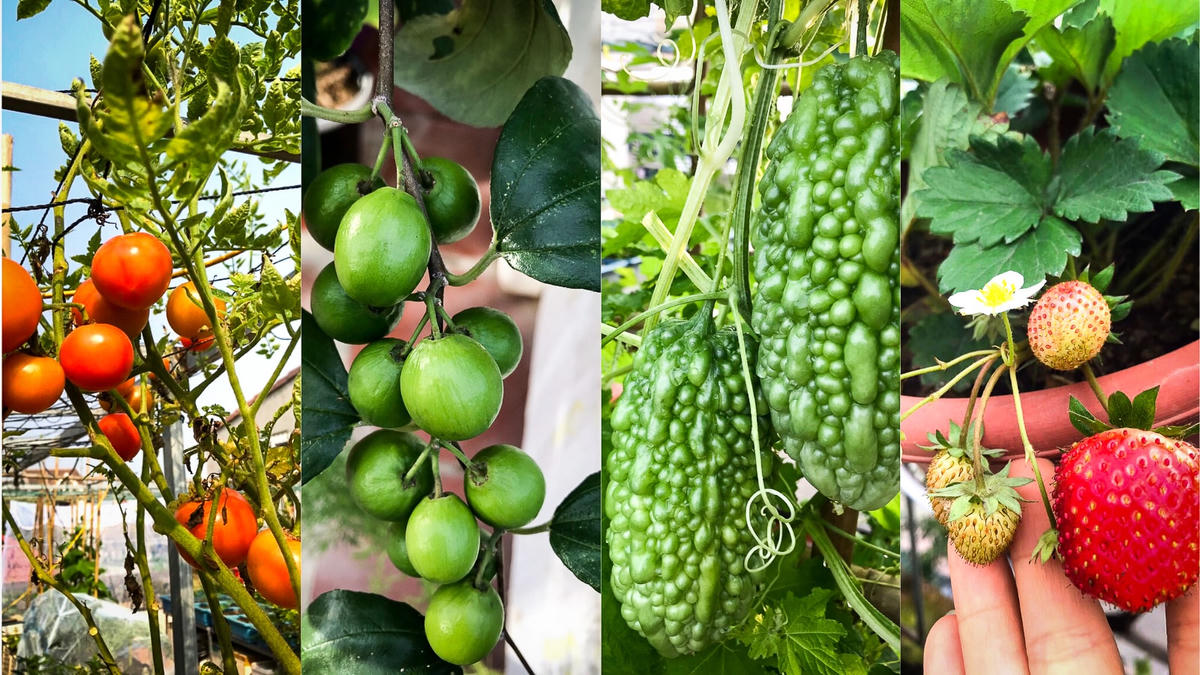 Hoa quả chín mọng khiến nhiều người phải thèm thuồng.