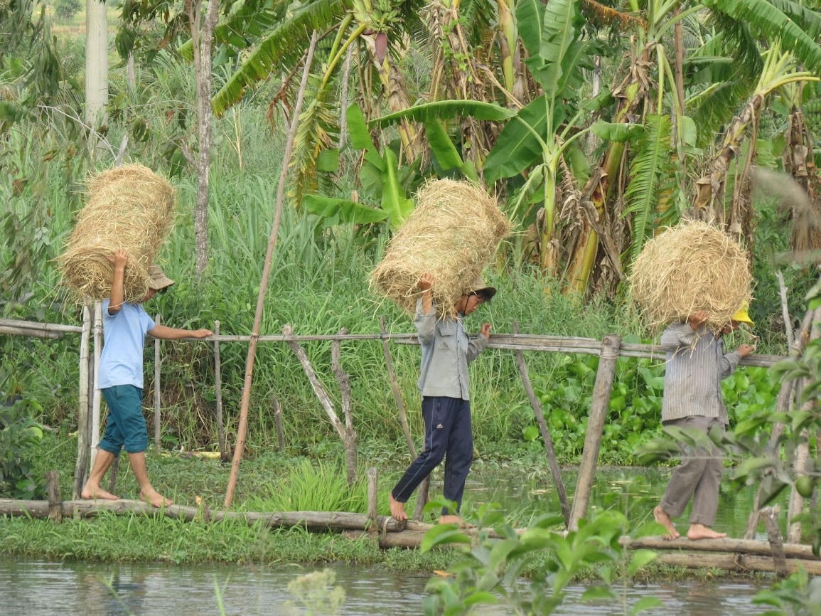 Nông dân vận chuyển rơm ra các trục đường lớn.  