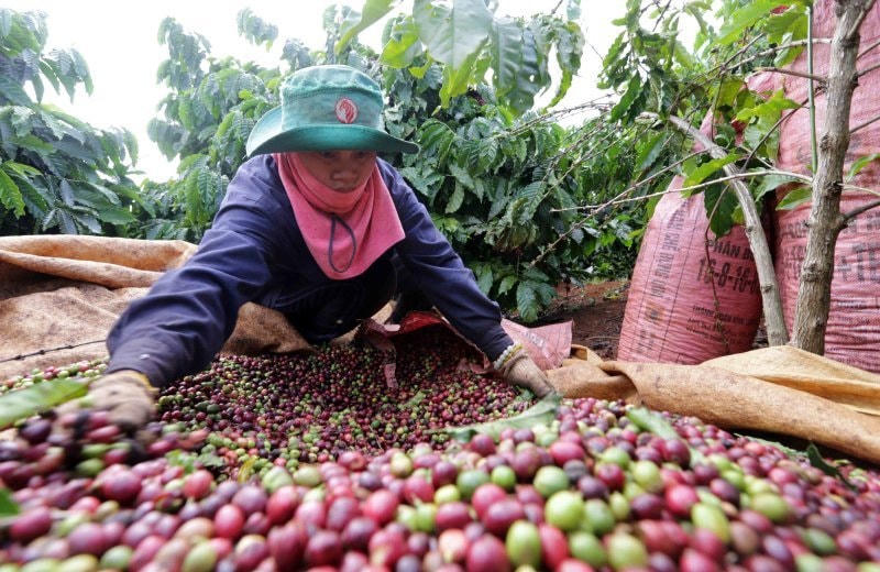 Nhiều ngành hàng nông sản xuất khẩu có tín hiệu tích cực những tháng đầu năm.