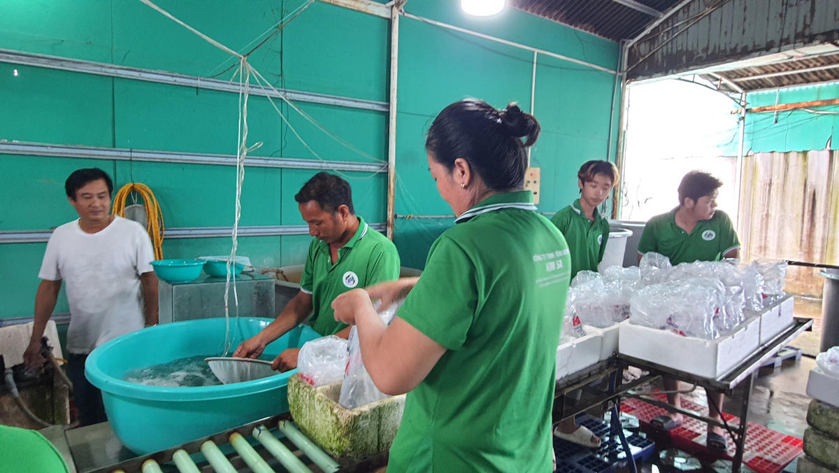Đóng gói tôm giống giao theo đơn hàng của các hộ nuôi tôm.