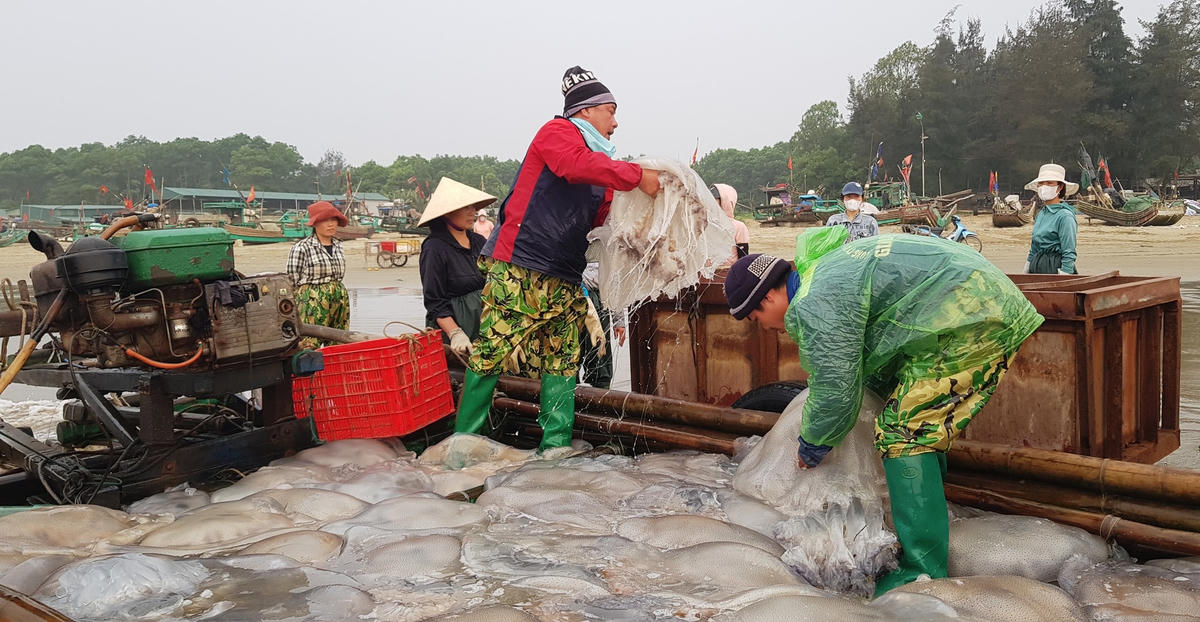 Mùa lộc biển