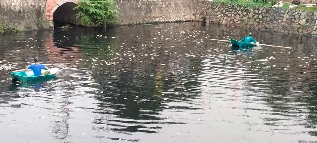 Công nhân môi trường được huy động để vớt cá chết.