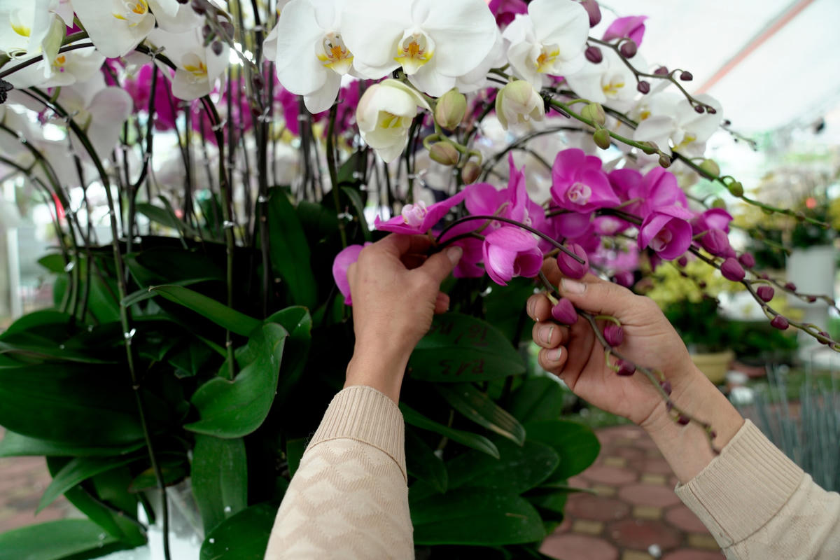 “Hoa lan hồ điệp cắm trên thân gỗ sẽ được những người nghệ nhân làm một cách cầu kỳ, tỉ mỉ. Một chậu hoa lan đẹp và độc đáo sẽ có giá khoảng vài chục đến hàng trăm triệu đồng”, chị Nga cho biết thêm.