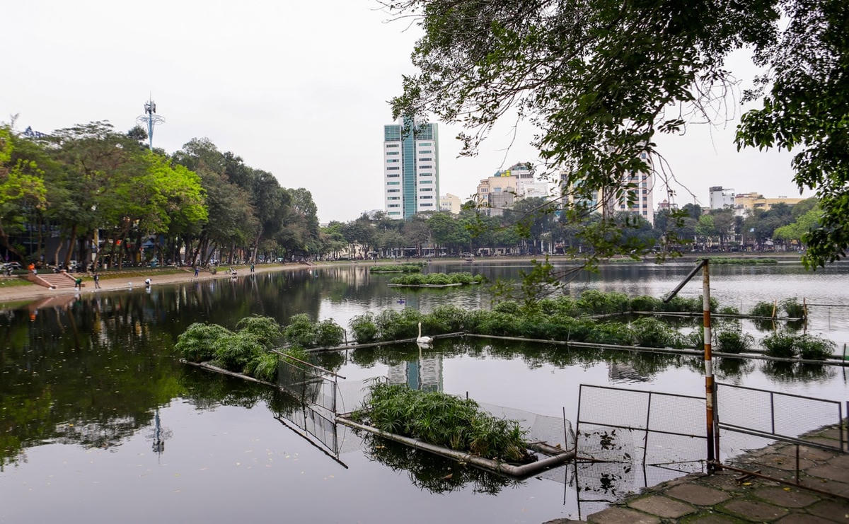 Hiện đàn thiên nga được nuôi trong một khu vực rộng vài chục mét vuông, rào chắn bằng các tấm lưới.