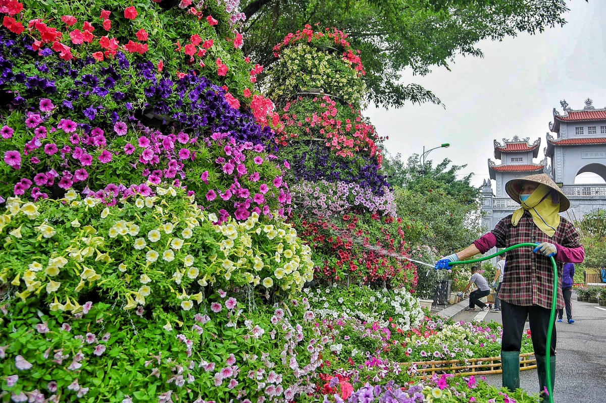 Để các bông hoa được đẹp nhất trong ngày tổ chức lễ hội người dân phải chăm sóc vô cùng kỹ càng.