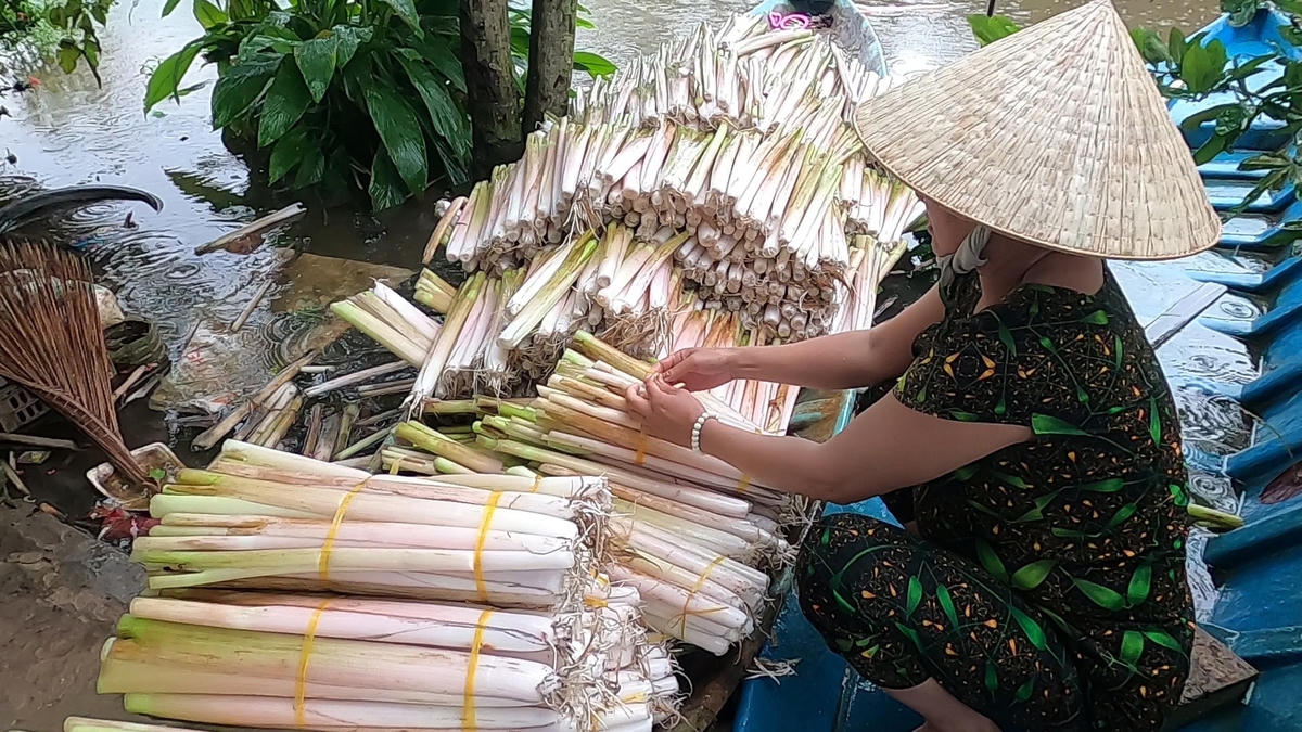Rau mác đã đem lợi nguồn thu nhập đáng kể cho những người phụ nữ nông thôn lúc nông nhàn. 