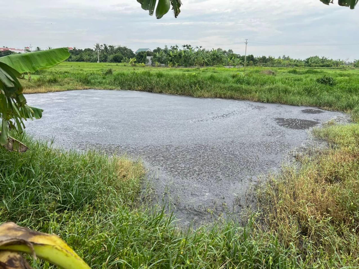 Nguồn nước thải từ trại lợn xả ra môi trường gây ôi nhiễm