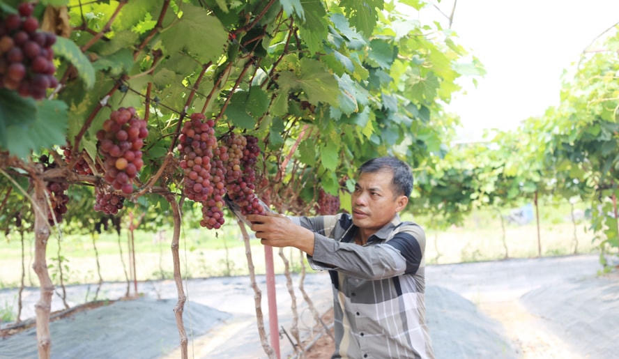 Mô hình trồng nho của anh Nguyễn Hữu Hợi, ở xã Đan Phượng, huyện Đan Phượng, Hà Nội.
