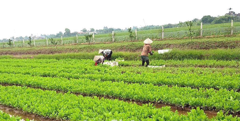 Mô hình tập trung ruộng đất, liên kết sản xuất nông nghiệp của anh Vũ Đình Kiên.