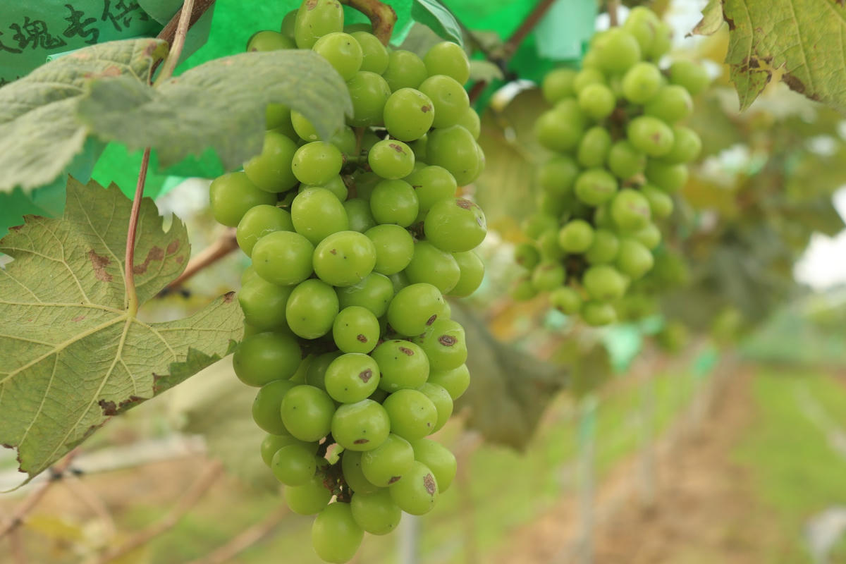 Thời điểm đưa cây nho về thủ phủ đào phai, nhiều người cho anh là bị khùng.