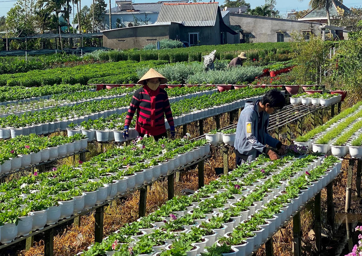 Nông dânẢnh-Nông dân gặp khó vì mưa trái mùa