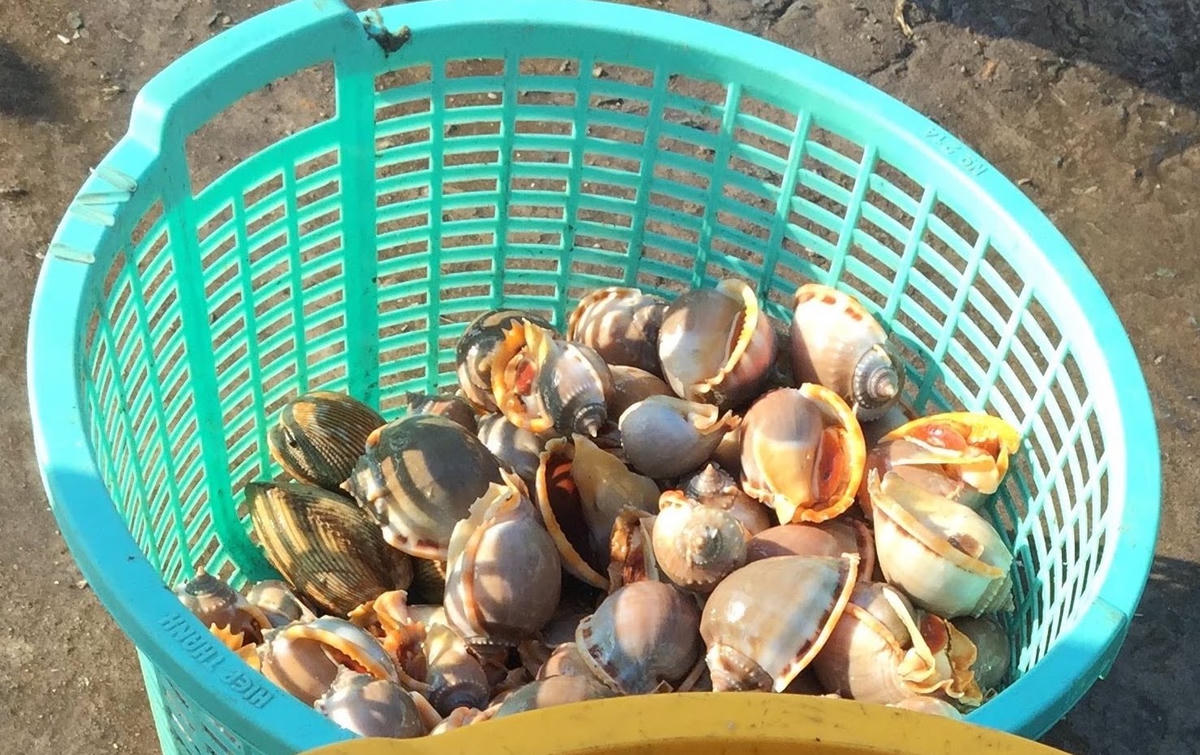 Ốc tỏi ở đảo Nam Du.  