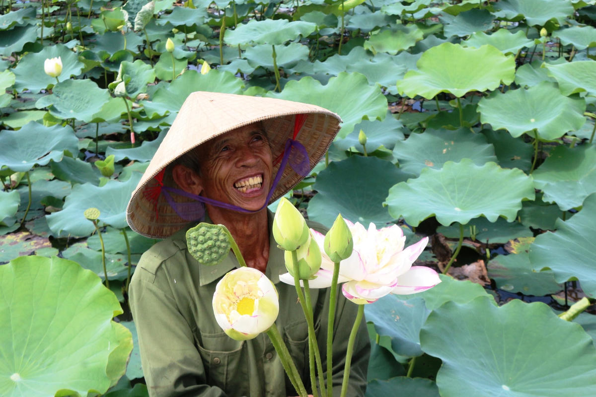 Ông Hồ Sỹ Long (73 tuổi, thôn Liên Công, xã Đồng Môn, TP Hà Tĩnh) háo hức hái sen cho du khách.