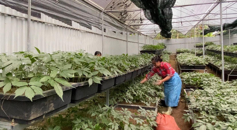Mô hình trồng sâm của HTX bảo tồn và phát triển sâm núi Lai Châu.
