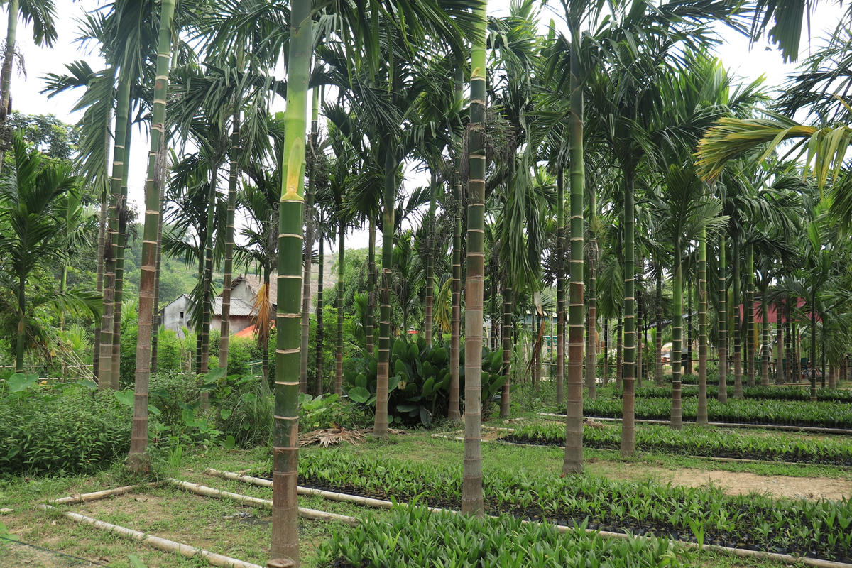 Từ 1.200 cây cau ban đầu, đến nay, vườn cau của anh Dũng đã có trên 10.000 cây.
