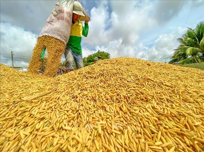 Ngành lúa gạo đang đứng trước cơ hội mới để mở rộng thị phần và giá trị xuất khẩu.