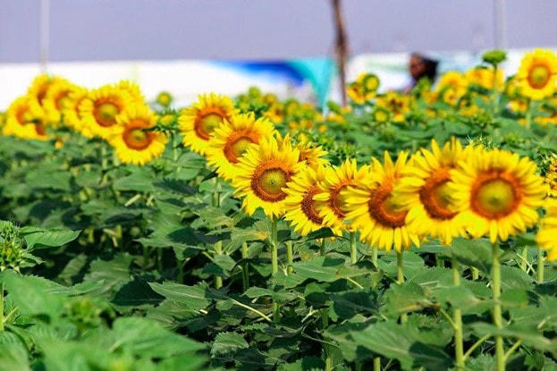 Năm nay, vườn hoa hướng dương được trồng trên diện tích 12,000 m2 với hơn 50,000 cây  2023. Ảnh Vinh Rose.