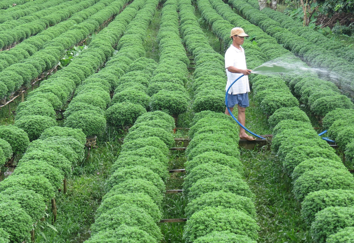 ảnh 1 bài trên