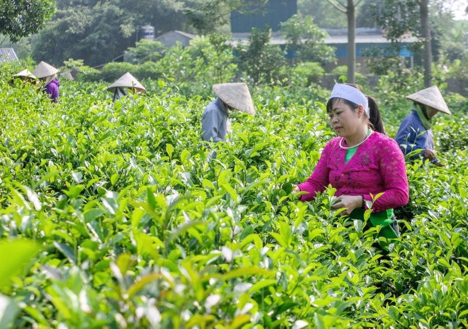Đồng bào dân tộc Mường ở huyện Ba Vì (Hà Nội).