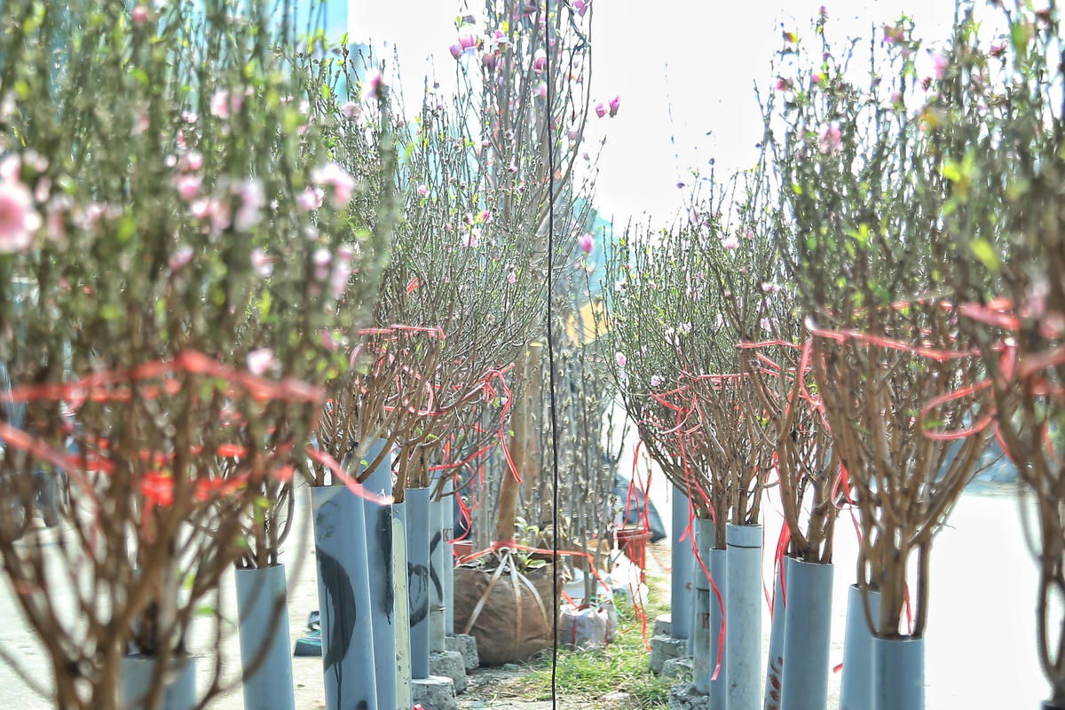 Một số tiểu thương tại đây chia sẻ, năm nay do thời tiết ấm lạnh đan xen nên hoa đào đầu mùa đã nở bung. Bên cạnh đó, bán hoa đào sớm nhằm đáp ứng nhu cầu của người dân mua về trang trí nhà cửa.
