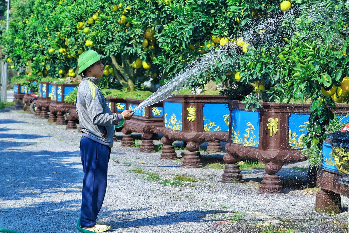  Những cây bưởi này có giá trị khá cao vì vậy các chủ vườn phải chăm sóc vô cùng kỹ lưỡng.