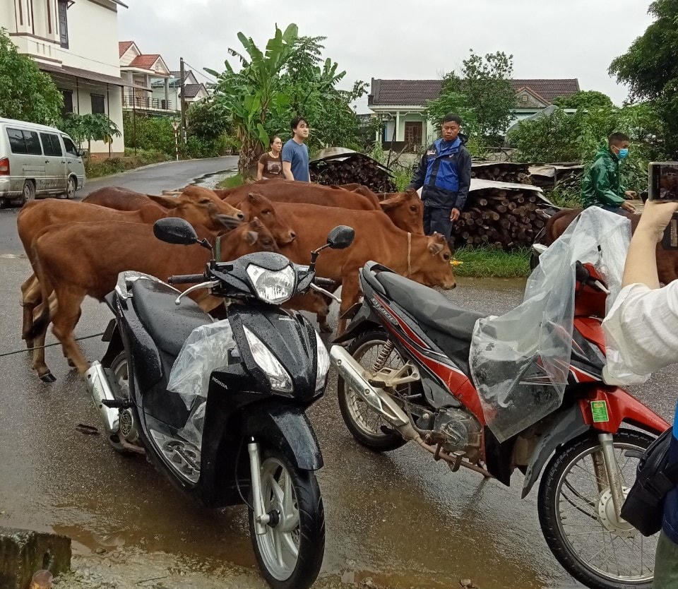 Đã tìm thấy 34 con bò của người dân tại thị trấn Cam Lộ bị nước lụt cuốn trôi trong đêm. Ảnh: CTV.