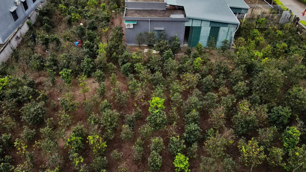 Xã Kỳ Nam là địa phương có diện tích trồng mai lớn nhất Hà Tĩnh, với hơn 100 hộ tham gia trồng, trong đó có 22 hộ dân trồng từ 500 gốc trở lên. Năm nay, dự kiến nơi đây sẽ cung cấp thị trường tết hơn 5.000 gốc mai.