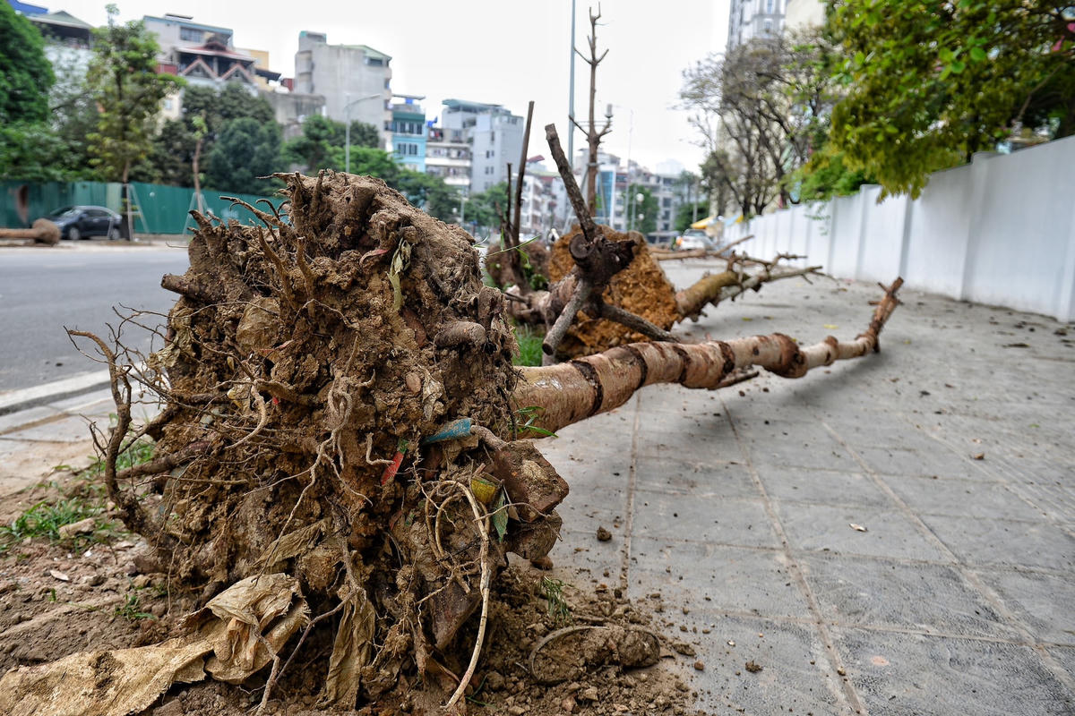 Hàng loạt cây khô bị nhổ nằm la liệt trên vỉa hè.