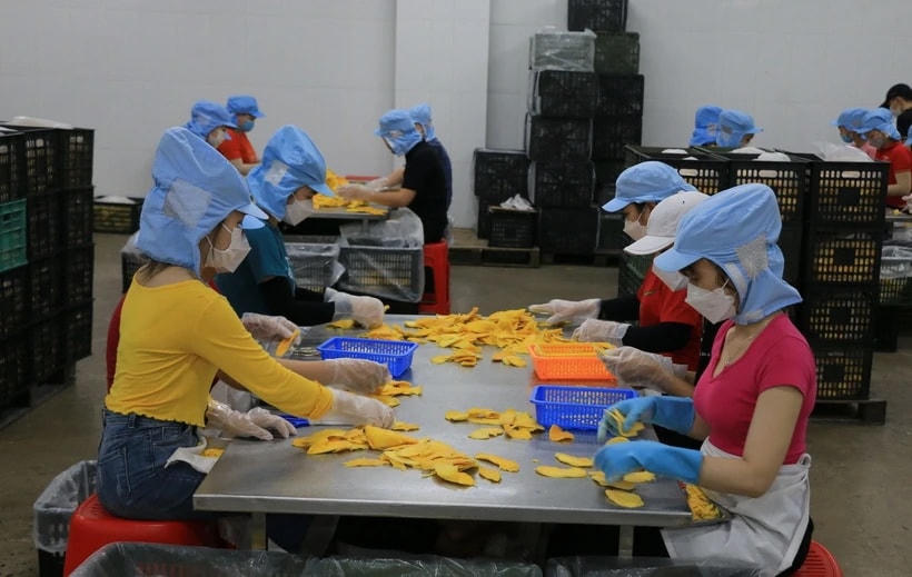 Công nhân làm việc tại một công ty tư nhân trên địa bàn huyện Lấp Vò, tỉnh Đồng Tháp. (Ảnh: Nhựt An/TTXVN)