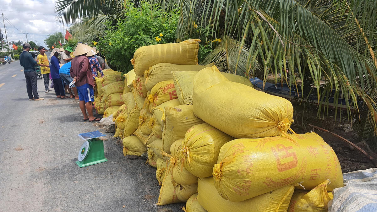 Công ty "bẻ kèo" lúc lúa đã thu hoạch rồi khiến nông dân rơi vào thế kẹt, phải bán đổ, bán tháo.