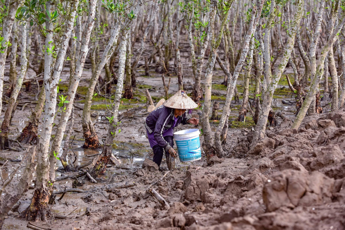 Khi thủy triều xuống, người dân lại vào những tán rừng sú vẹt ở các huyện Hậu Lộc, Nga Sơn (Thanh Hóa) tìm “lộc trời”.