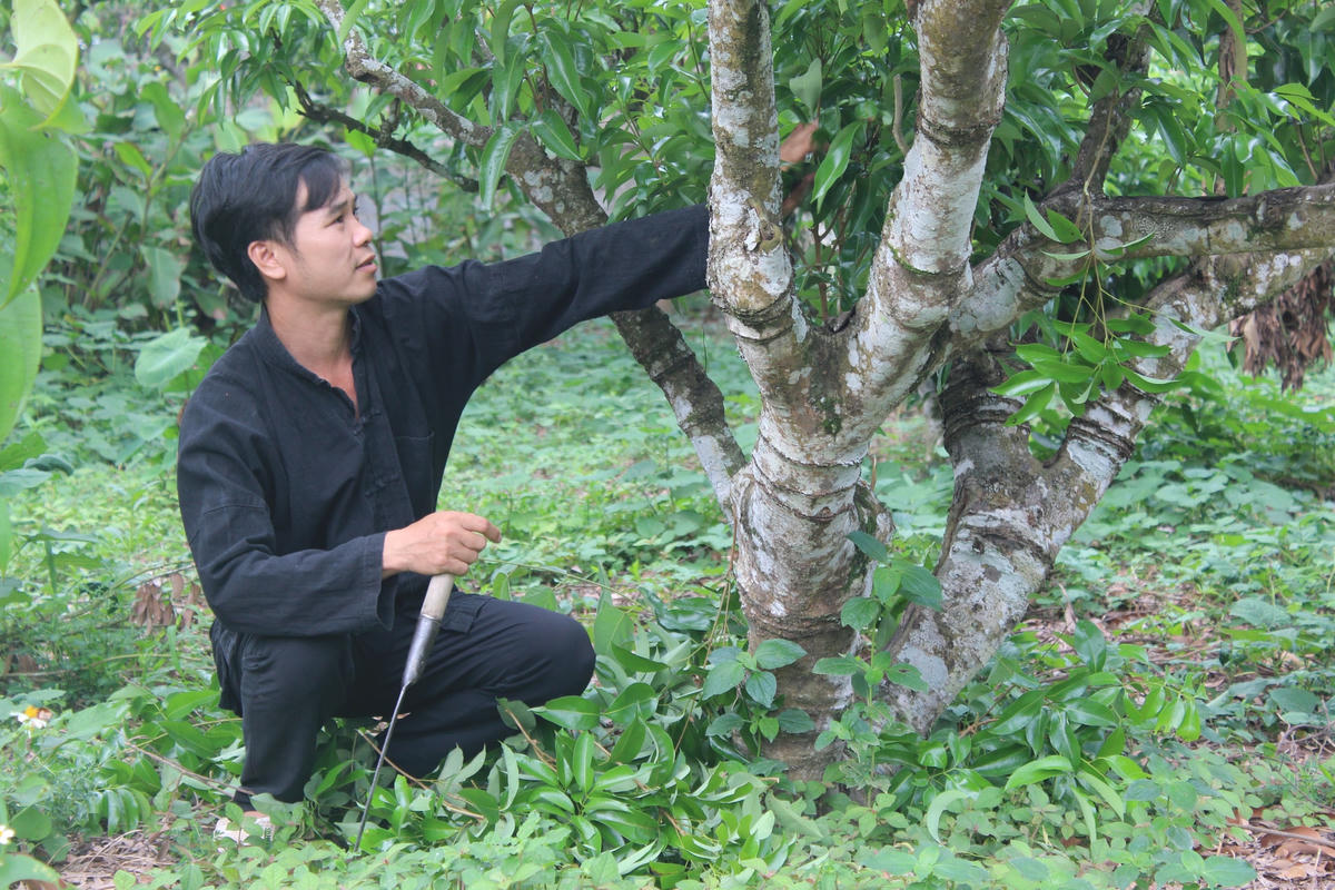 Anh Hoàng Văn Chính được vay vốn chuyển đổi nghề, anh đã đầu tư trồng vải thiều, táo. Ảnh: Thu trang.