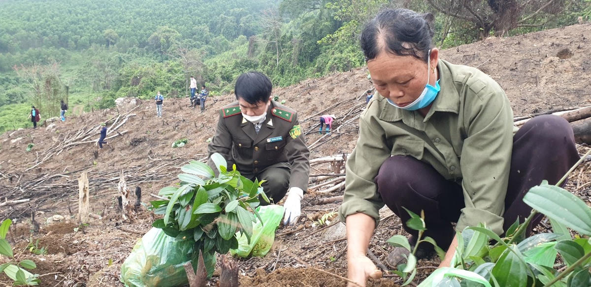 Bà Trần Thị Hỷ (thôn Pắc Liềng, thị trấn Bình Liêu) phấn khởi trồng cây quế do tỉnh hỗ trợ, quyết tâm thay đổi giống cây keo ngắn ngày.