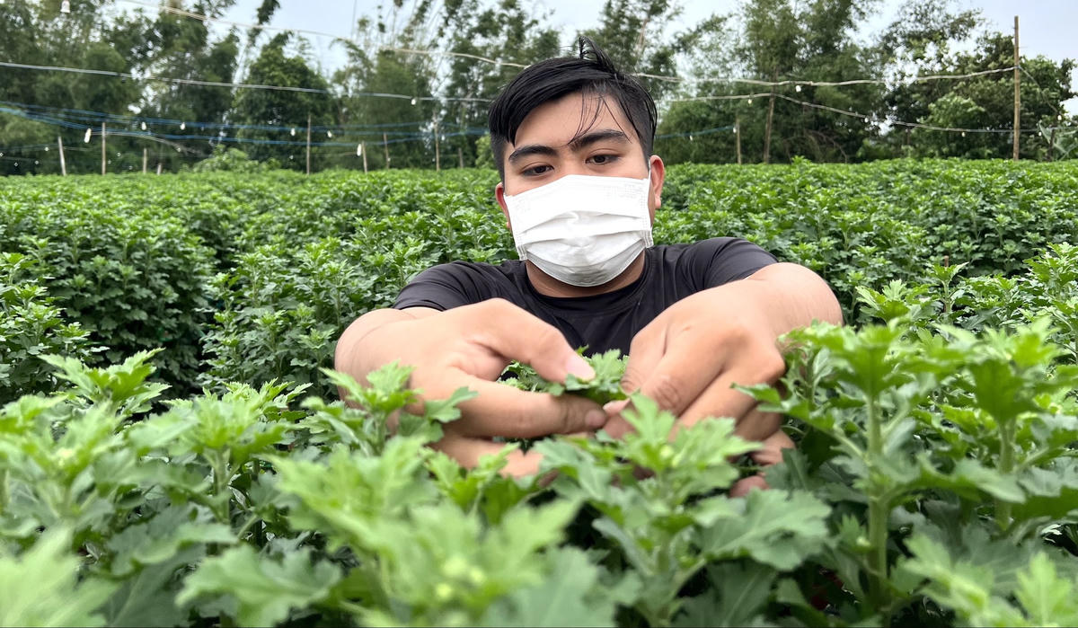 Anh Bùi Quang Phúc đang chăm sóc các chậu hoa cúc.