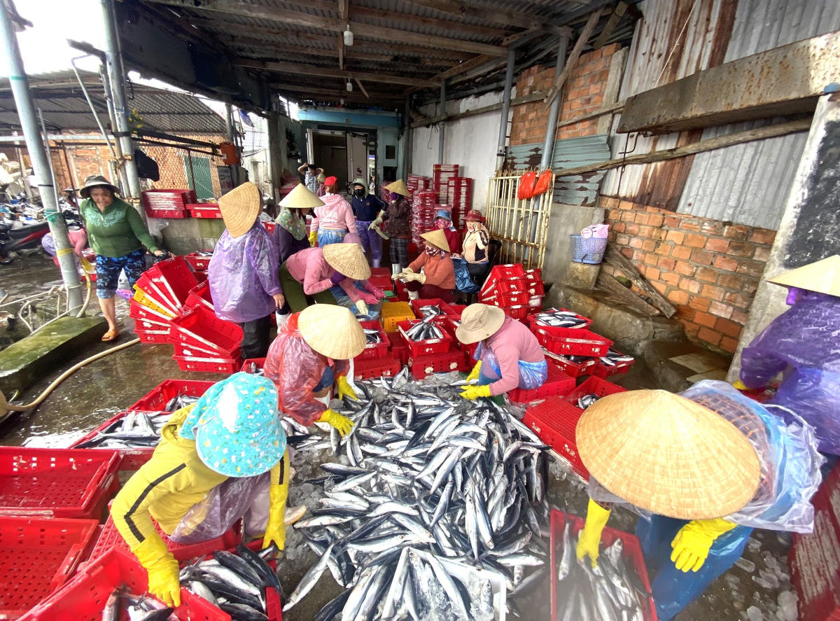 Một góc ở cảng cá Sa Kỳ nhộn nhịp ngày cận Tết.