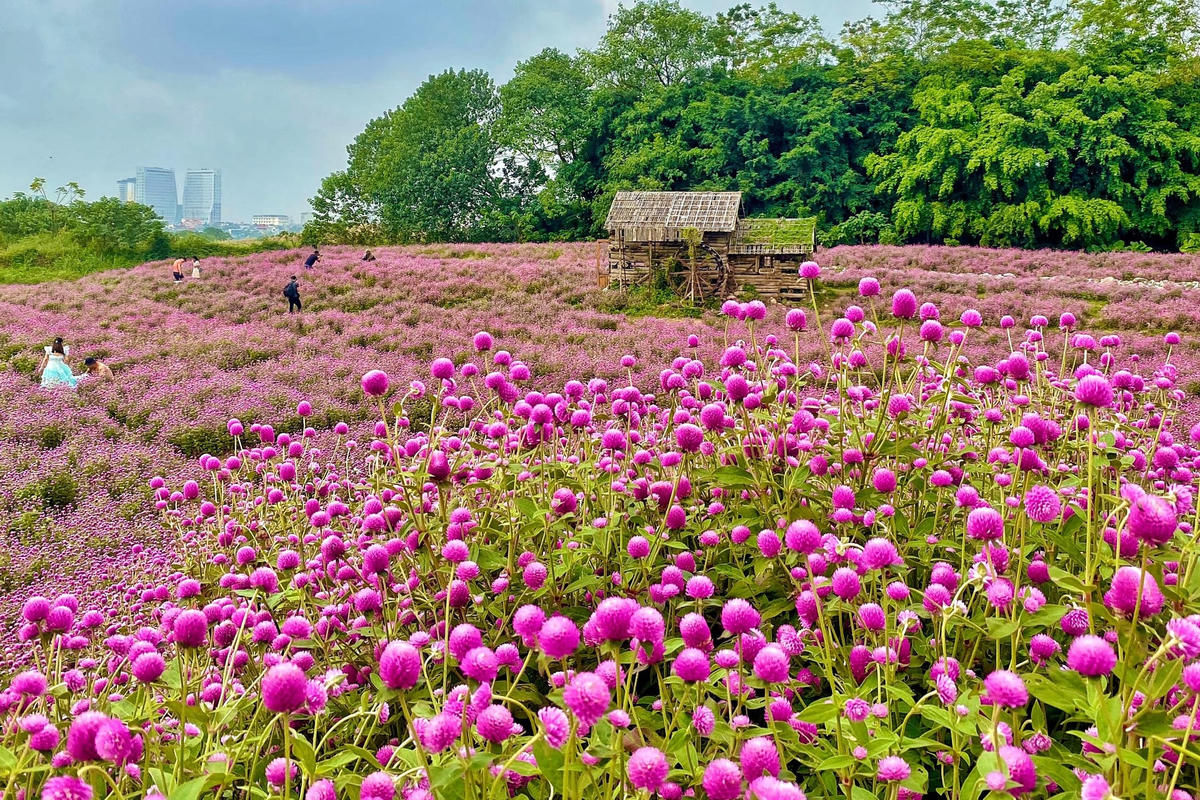 Những thảm hoa màu tím mộng mơ và lãng mạn.