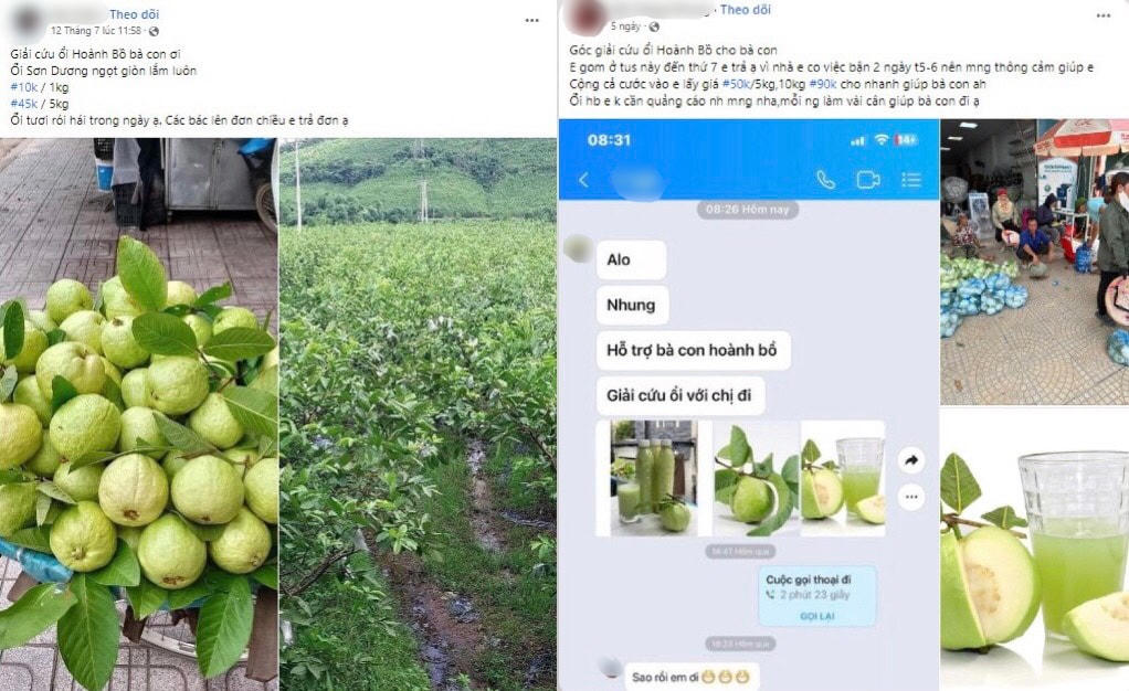 Các bài đăng trên mạng xã hội kêu gọi "giải cứu" ổi Hoành Bồ xuất hiện liên tục trong thời gian vừa qua.