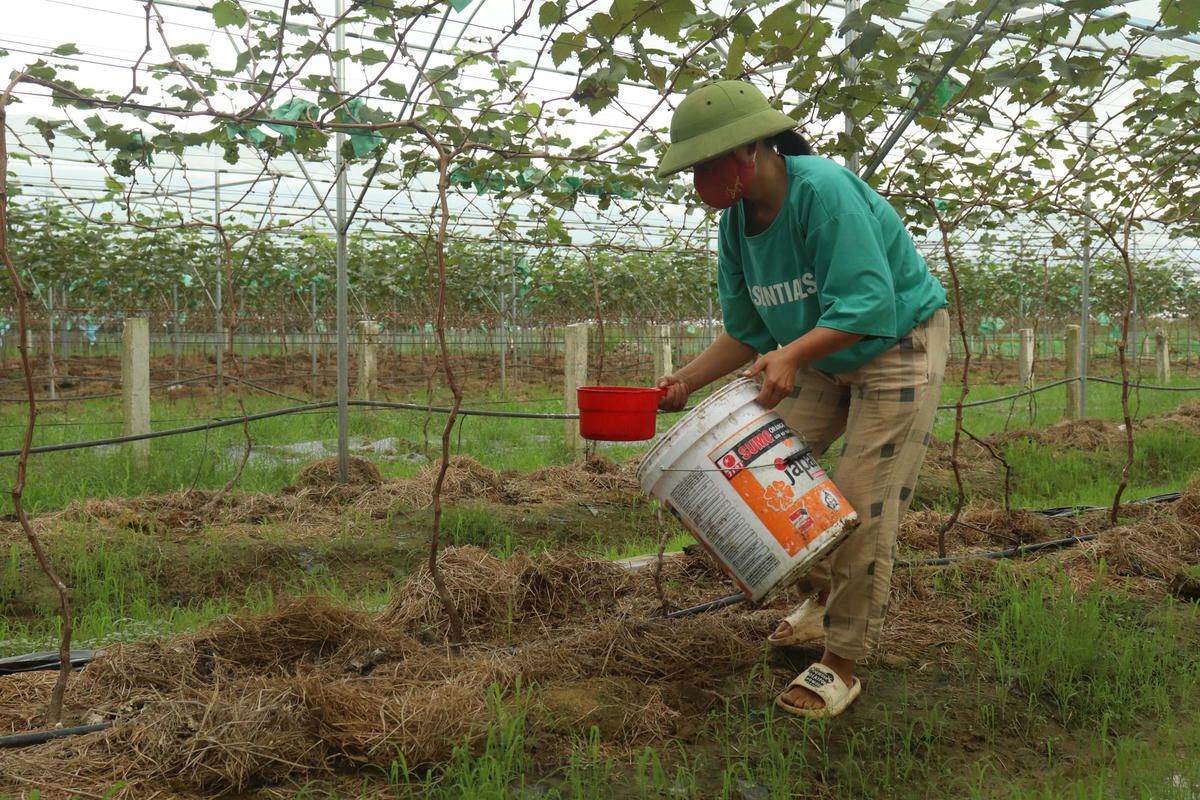 Phân bón cho nho được anh Tuấn sử dụng thường là phân hữu cơ.